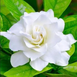 Meet your Posher, Bree